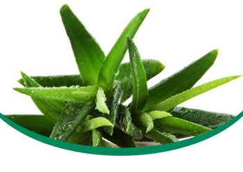 aloe-vera-image