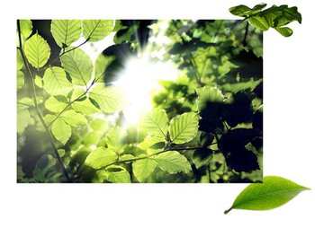 within-garnier-leaves