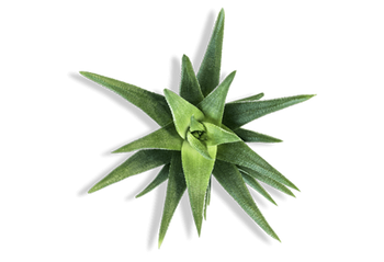AGAVE SAP