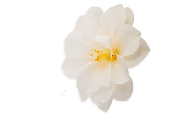 ultimate-blends-marvelous-oils-white-flower