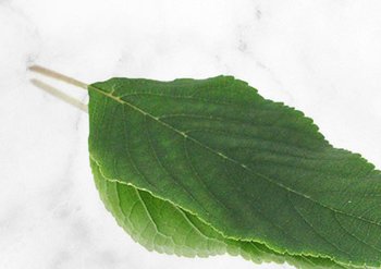 pure-active-sensitive-leaf