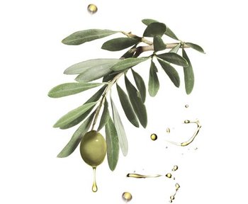 olive on an olive branch